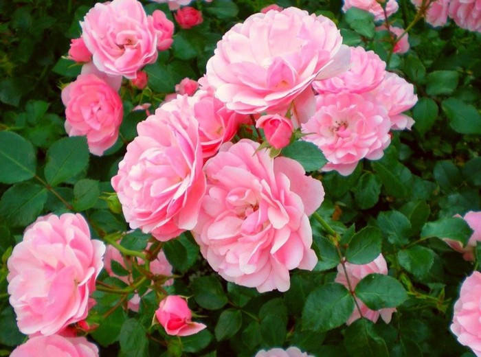 Rosa_odorata_flower_ammonia-2.jpg
