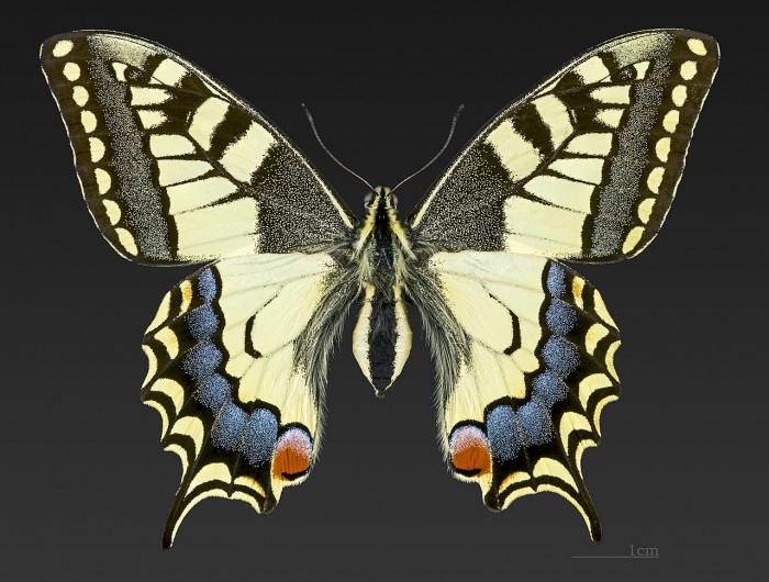 Papilio_machaon_MHNT_CUT_2013_3_11_Cahors_Female_Dorsal.jpg