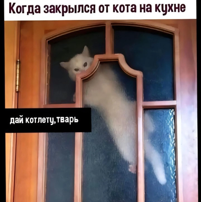 котэ-картинка-с-текстом-дверь-cats-8584052.png