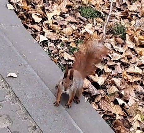 20241110_135118.mp4_snapshot_00.28.542.jpg