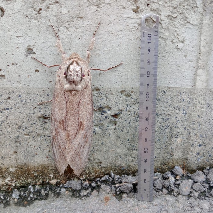 moth.jpg