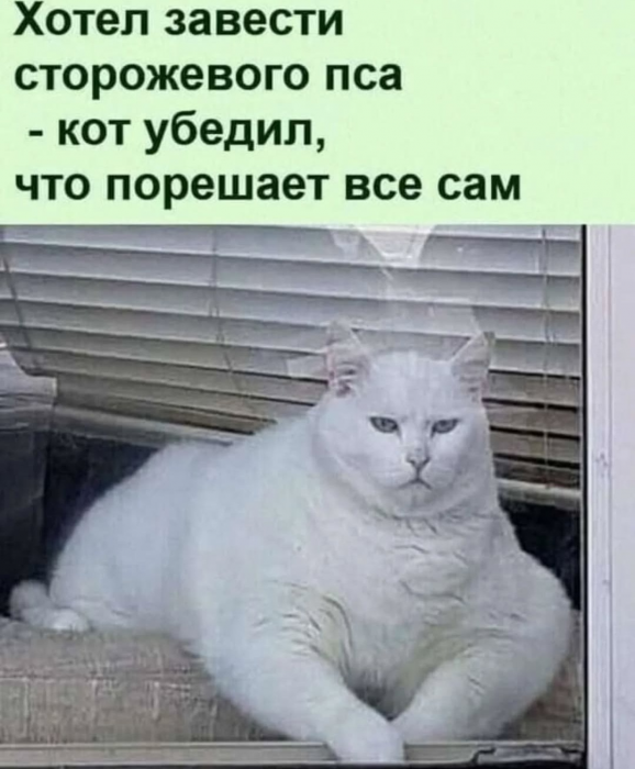котэ-песочница-8831618.png