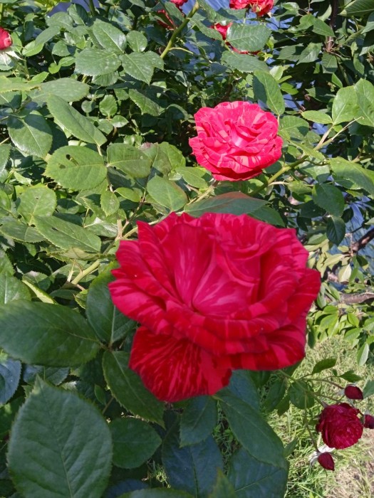 2025-06-15_09-56-23-009.jpg