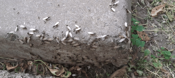 ants.gif
