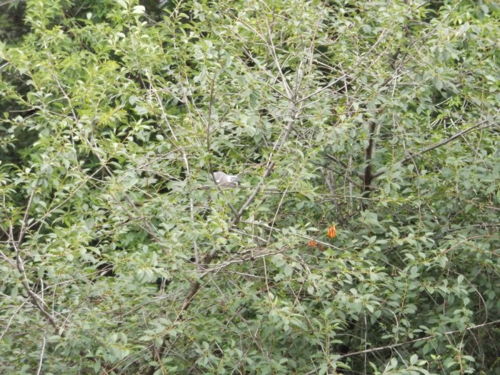 DSCF0521.jpg