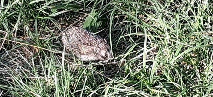 hedgehog.jpg