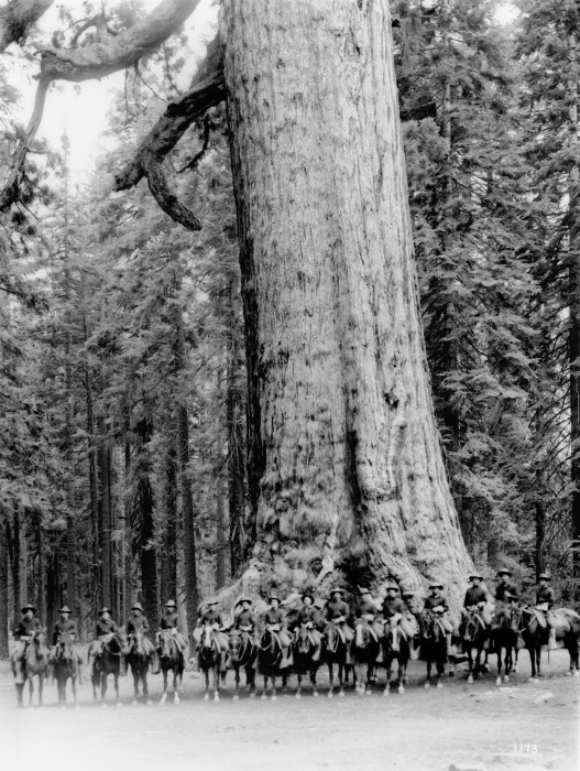 историческое-фото-фото-секвойя-9075291.jpeg