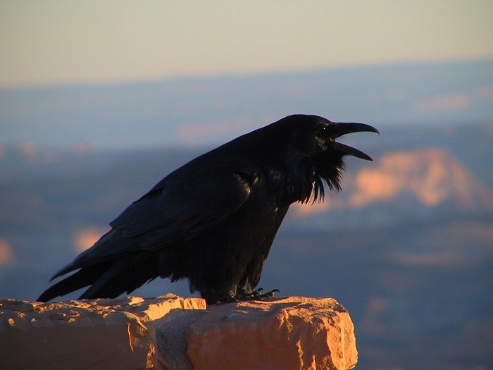 Corvus_corax_(NPS).jpg