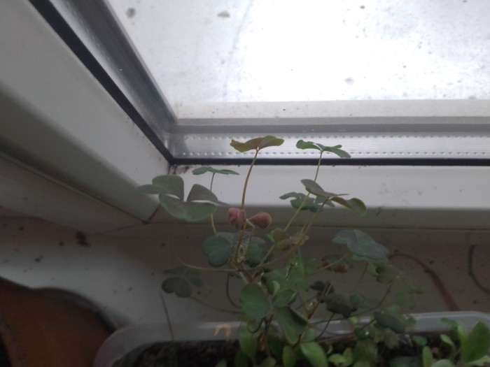 IMG_20260619_082810_081.jpg