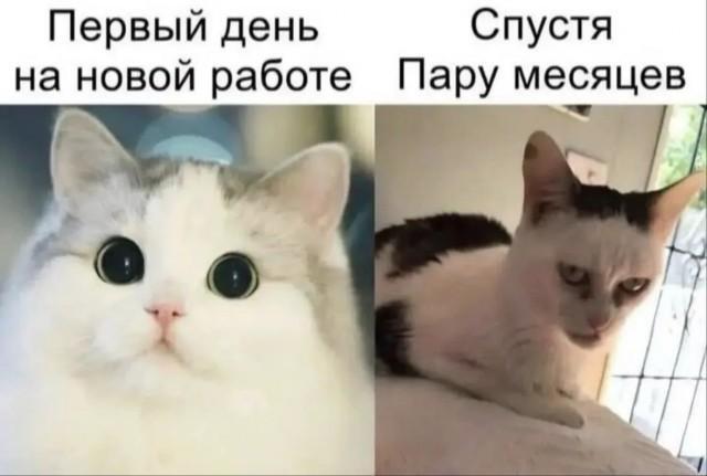 котэ-работа-картинка-с-текстом-9420949.jpeg