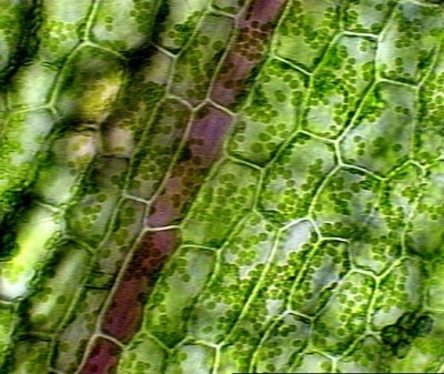 elodea_cells.jpg