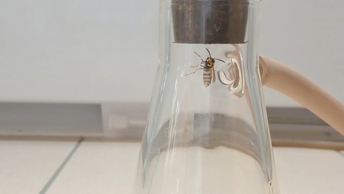 Wasp_in_Vacuum-6.jpg