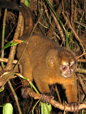 Panamanian_night_monkey.jpg