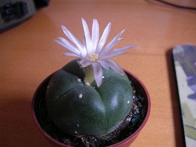 Flowering_peyote_cactus.jpg