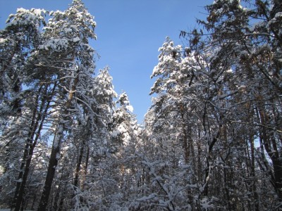 winter_forest_photos-2a.jpg