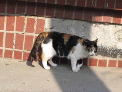 коты 005.jpg