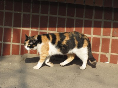 коты 006.jpg