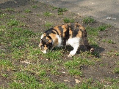коты 009.jpg