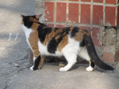 коты 011.jpg