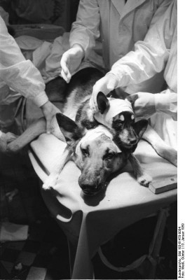 Bundesarchiv_Bild_183-61478-0004,_Kopftransplantation_durch_Physiologen_Demichow.jpg