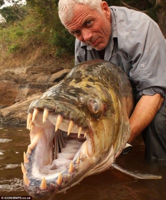 Crocodile_fish_01.jpg