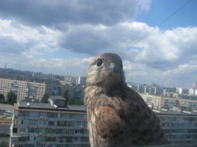 IMG_0116.JPG