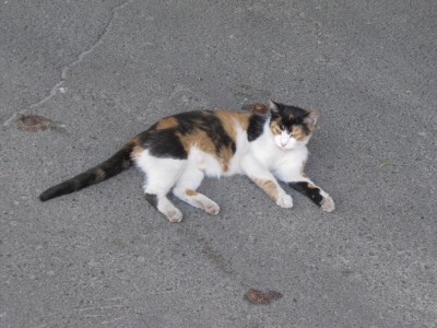Трехцветные кошки 003.jpg