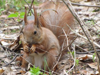 squirrel-23-04-2010 009.jpg