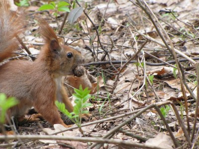 squirrel-23-04-2010 010.jpg