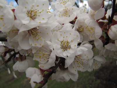 apricot-tree-033.jpg