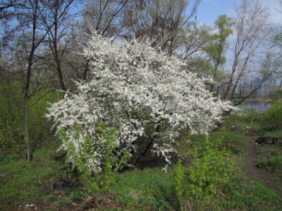 cherry_tree_1790.JPG