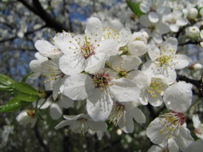 cherry_tree_1797.JPG