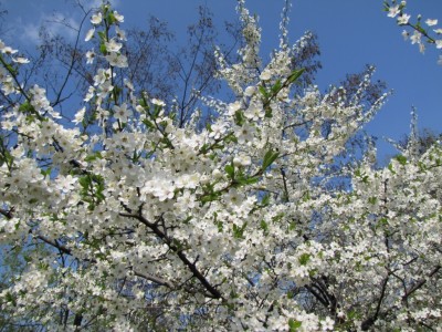 cherry_tree_1807.JPG