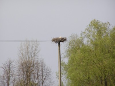 stork-184940.JPG