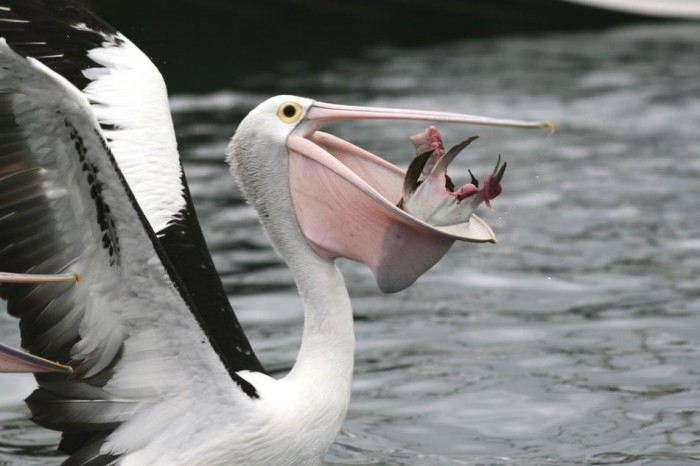 Pelecanus-conspicillatus_17.jpg