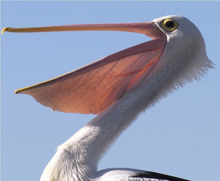 Pelecanus-conspicillatus_18.jpg