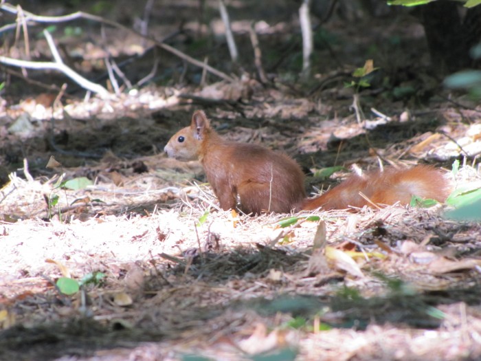 вересень 2012 024.jpg