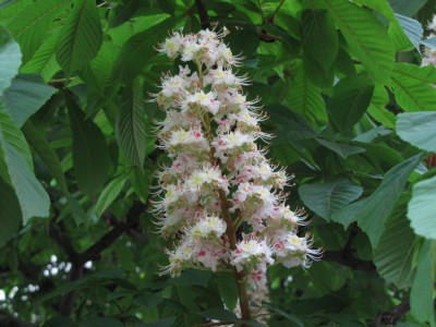 chestnut-096.jpg