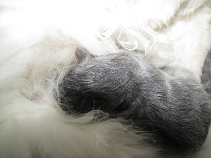 котенок 019.jpg