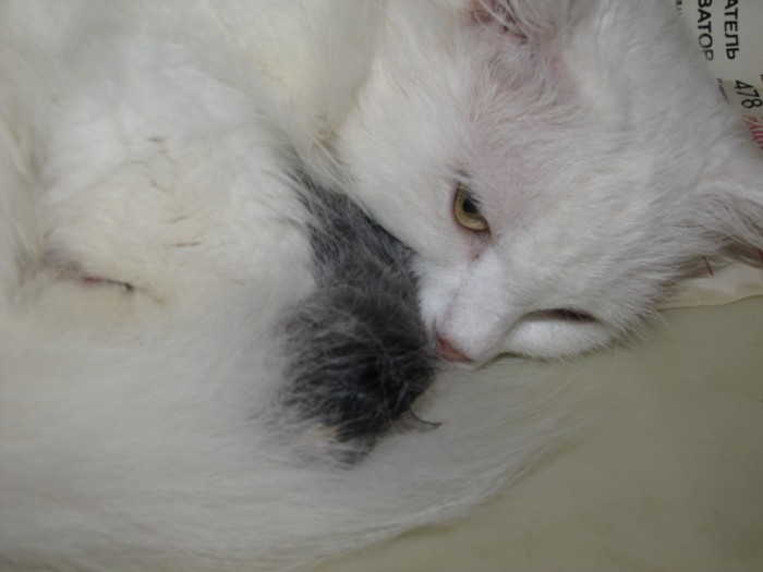 котенок 031.jpg