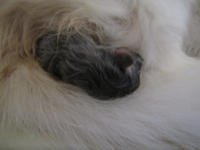 котенок 045.jpg