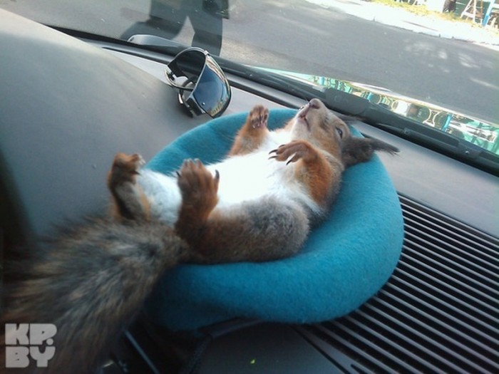 squirrel-13.jpeg