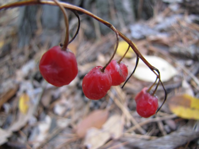 5 жовт 2012 гриби 078.jpg