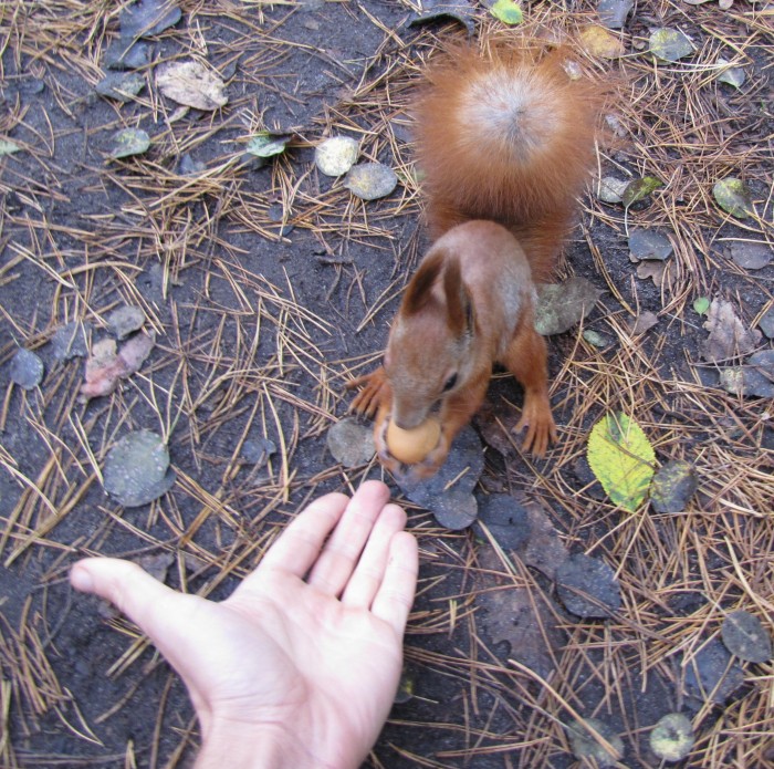 9 жовтня 2012 белка 003.jpg