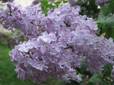 lilac-064.jpg