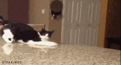 1605327_original.gif