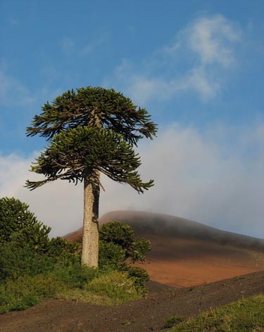 Araucaria_araucana2.jpg