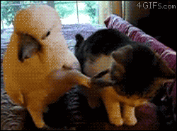 _316843.gif