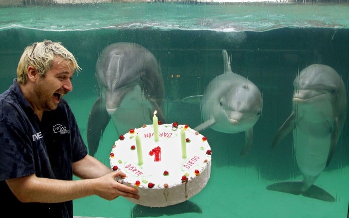 dolphins-cake_2325412k.jpg