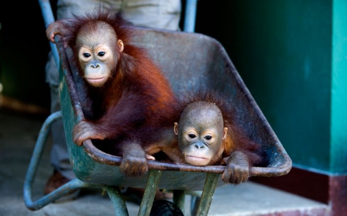 orangutan_2179248k.jpg